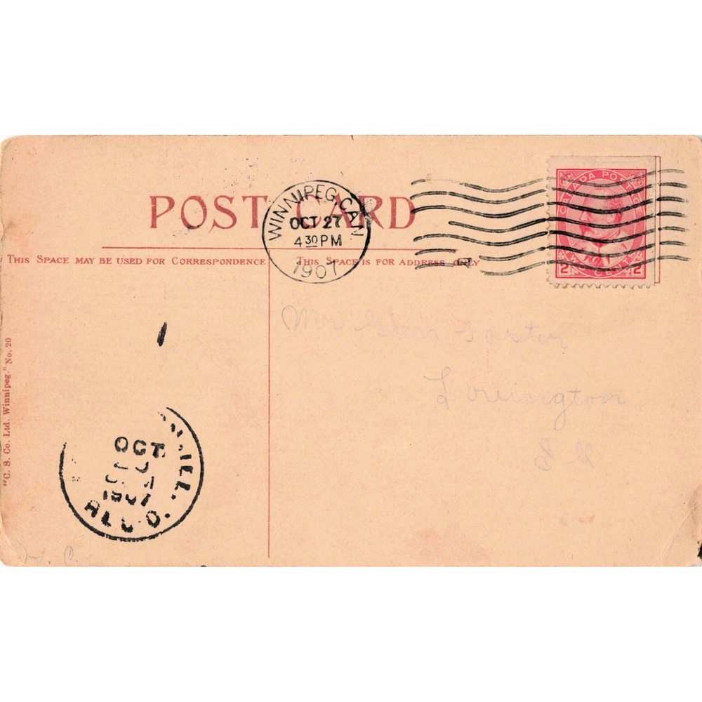 Vintage 1907 Saddling a Bronco Cowboy Postcard Winnipeg Canada Postmark VG- - Picture 2 of 2